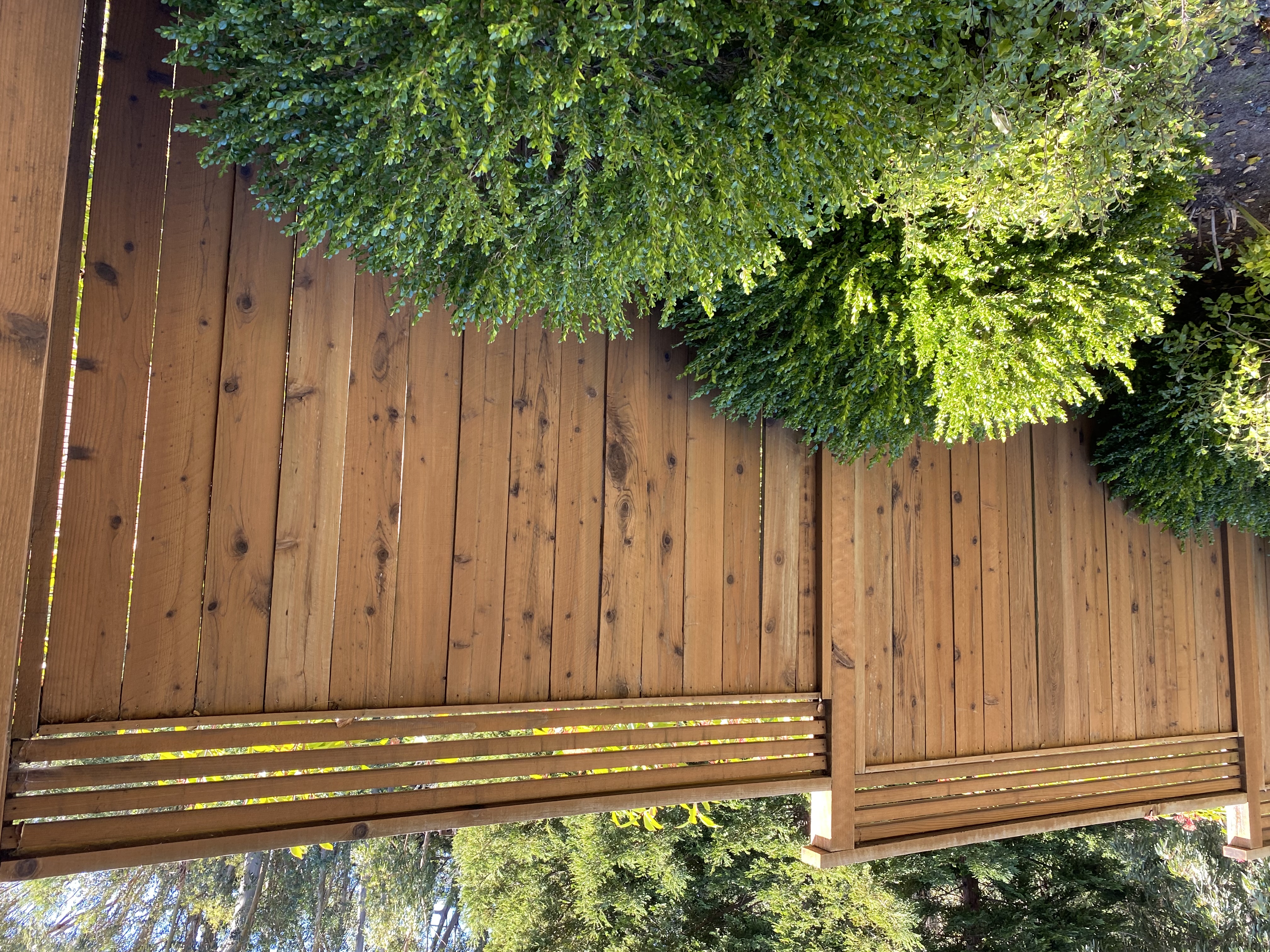 Cedar fence with ivy