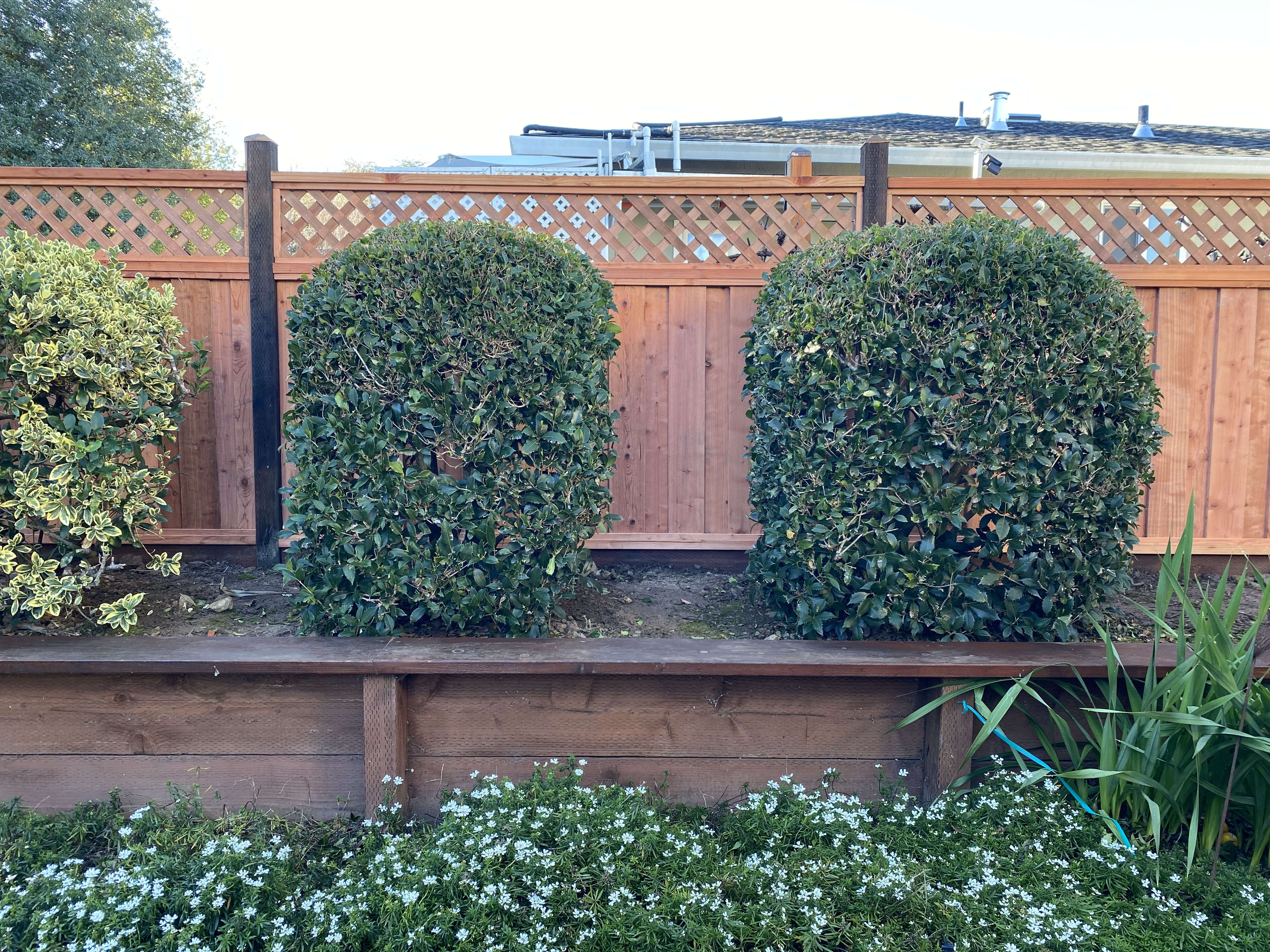 Cedar privacy fence with garden planting