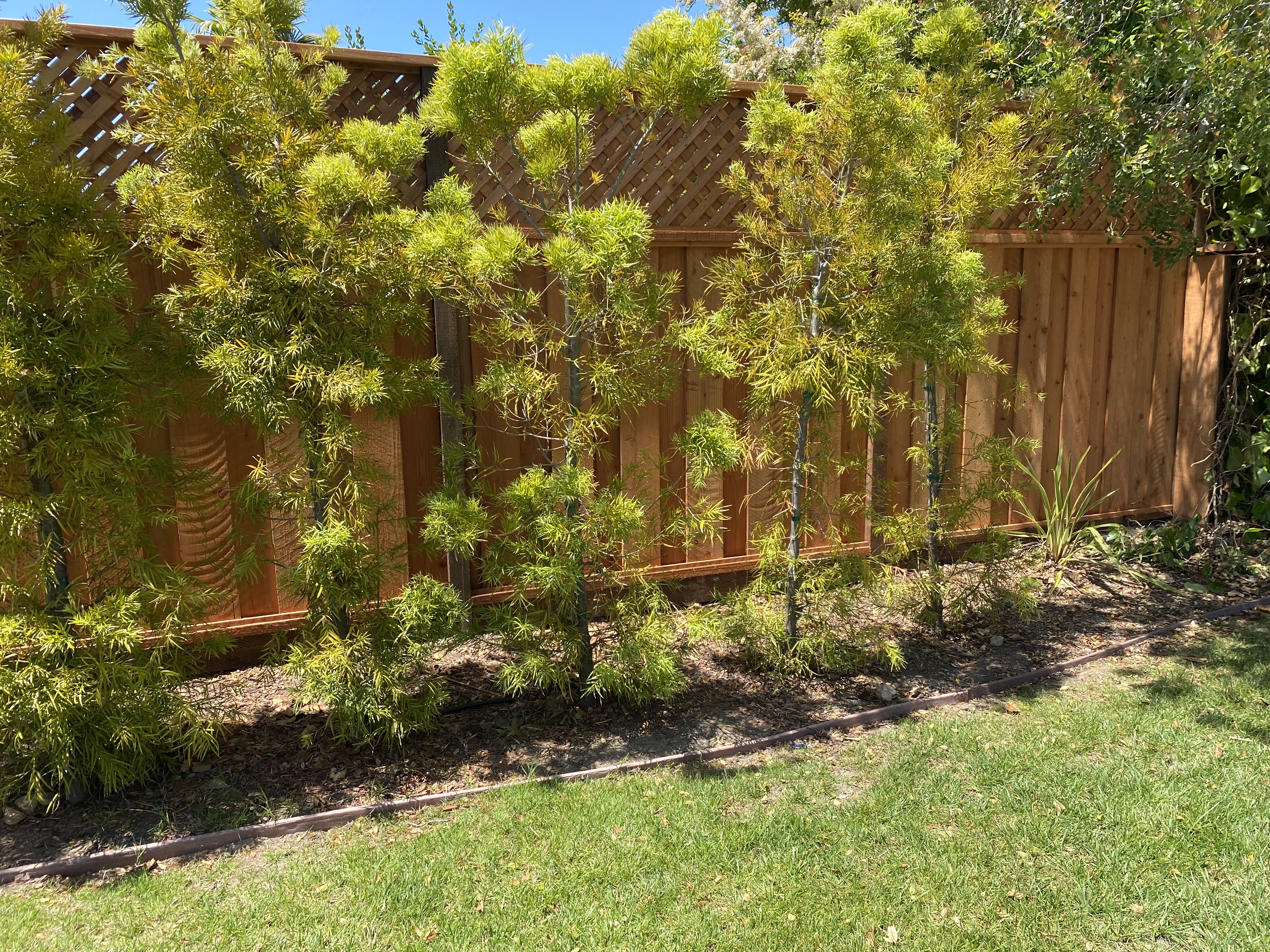 Cedar fence with mature trees