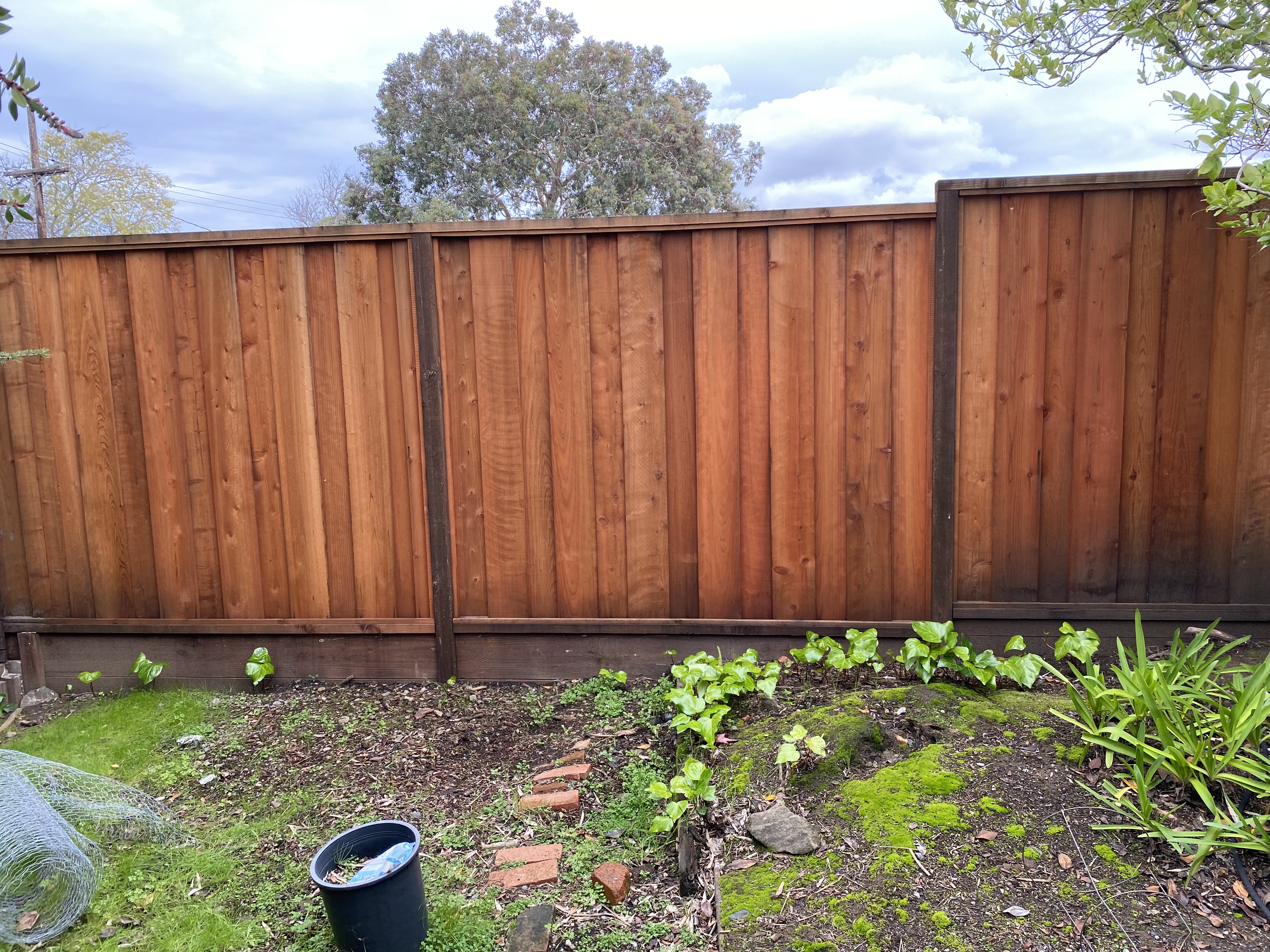 Cedar privacy fence